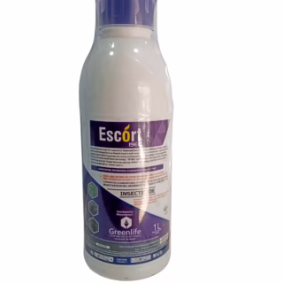 Escort